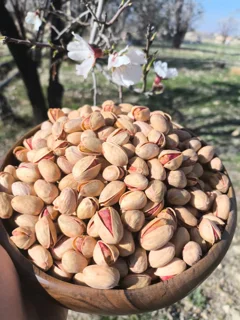 پسته کله قوچی خام (۵۰۰ گرم)